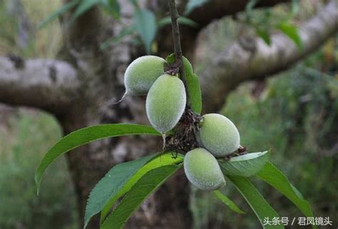 桃枝是什麼|桃枝(桃樹枝)